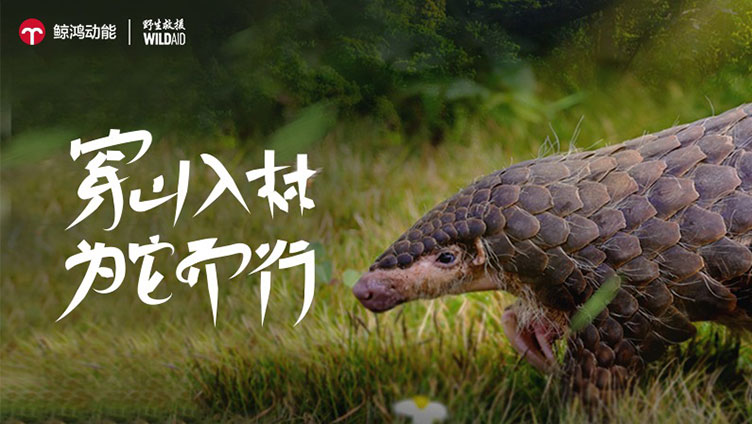 穿山入林，为它而行